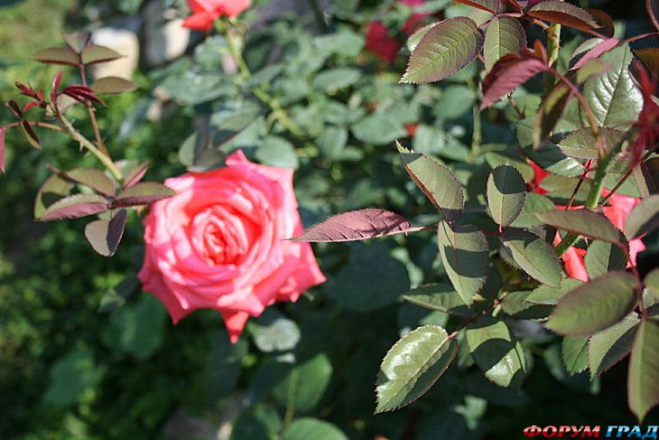 туристический форум