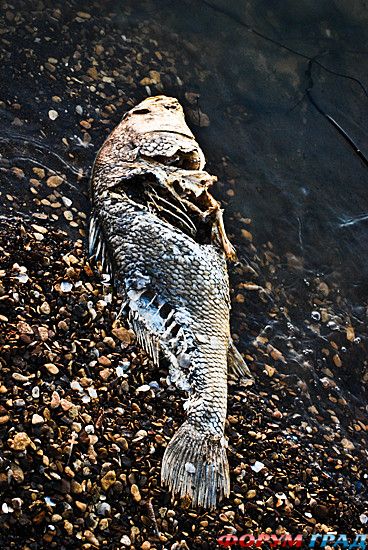 туристический форум