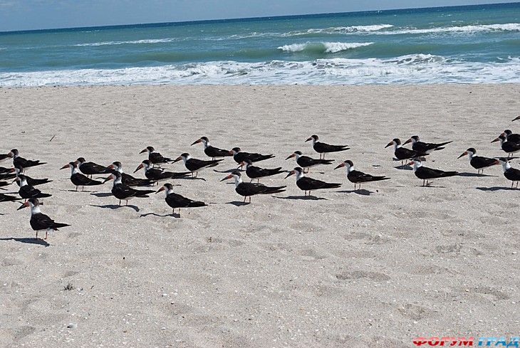 туристический форум