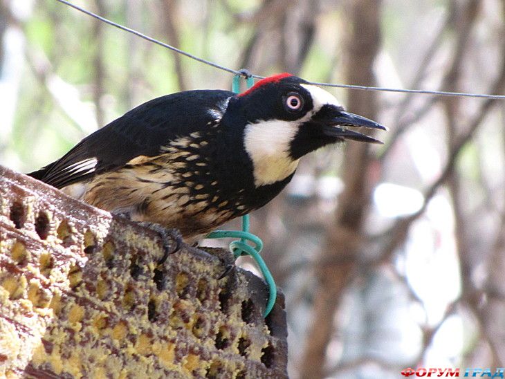 туристический форум