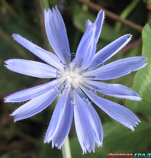 туристический форум