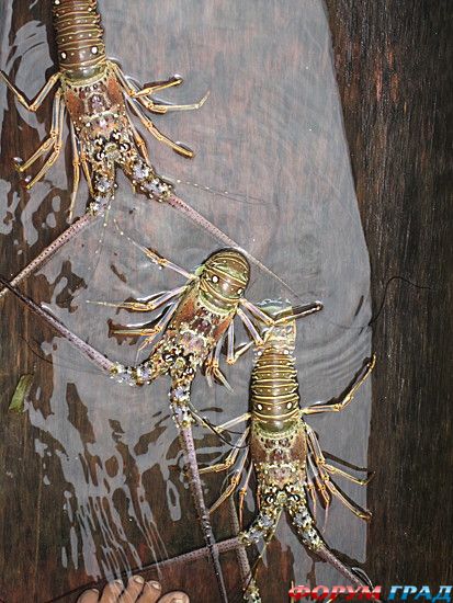 туристический форум