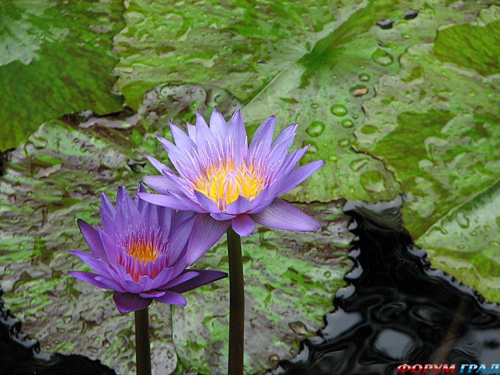 туристический форум