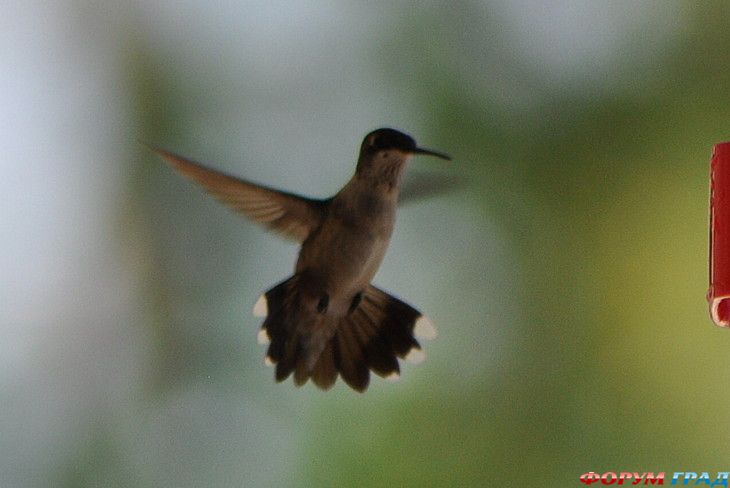 туристический форум