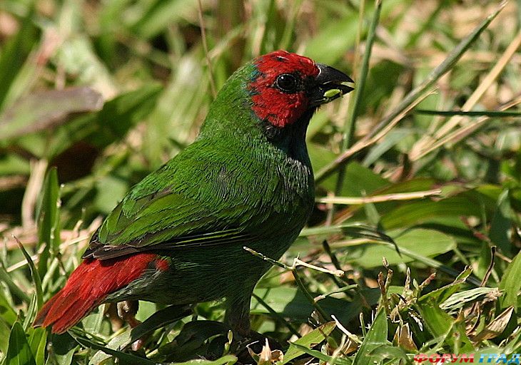 туристический форум