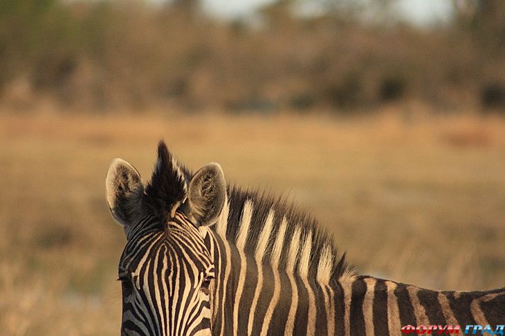 туристический форум