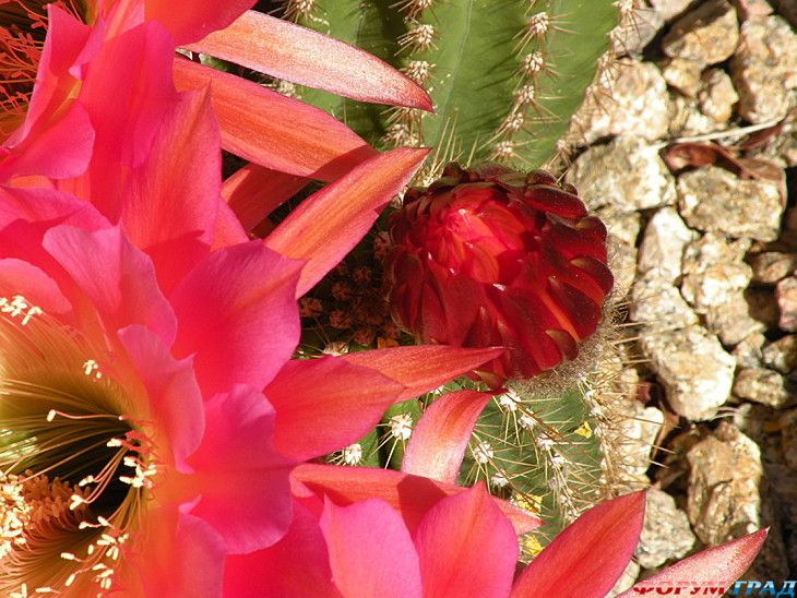 туристический форум