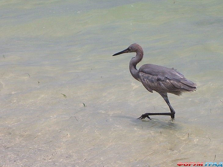 туристический форум