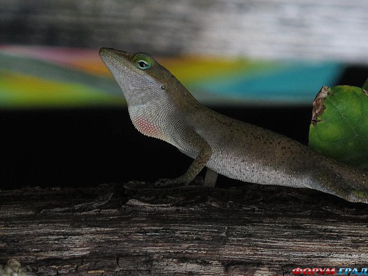 туристический форум