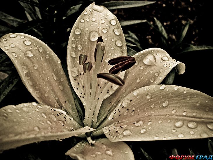 туристический форум