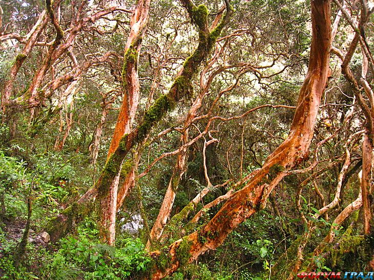 туристический форум