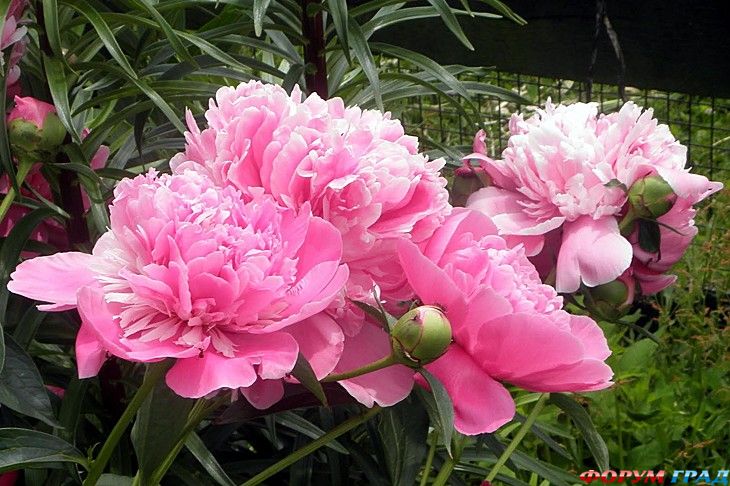 туристический форум