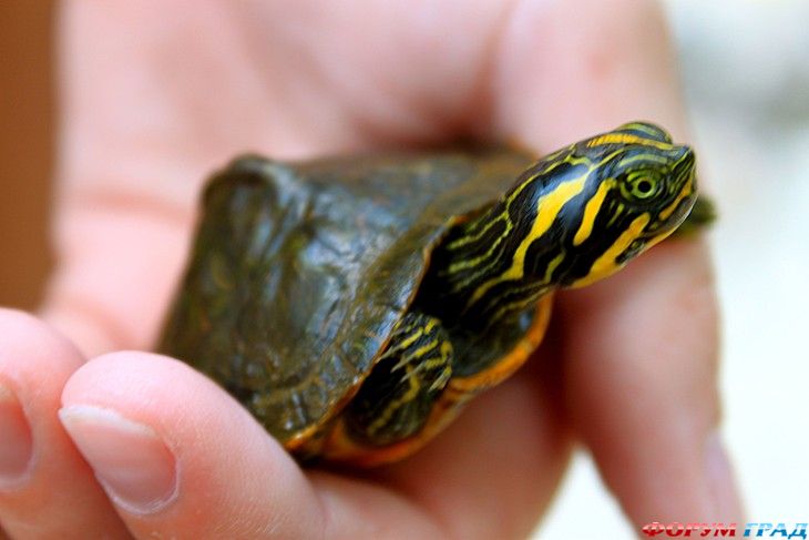 туристический форум