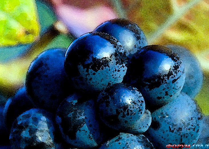 туристический форум