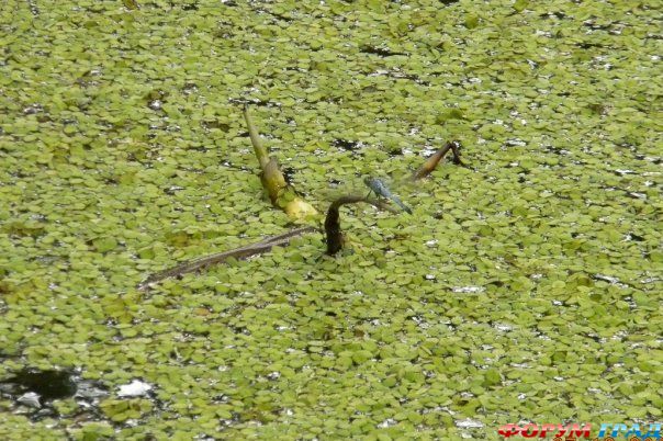 туристический форум