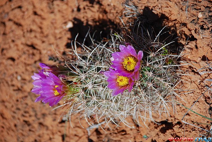 туристический форум