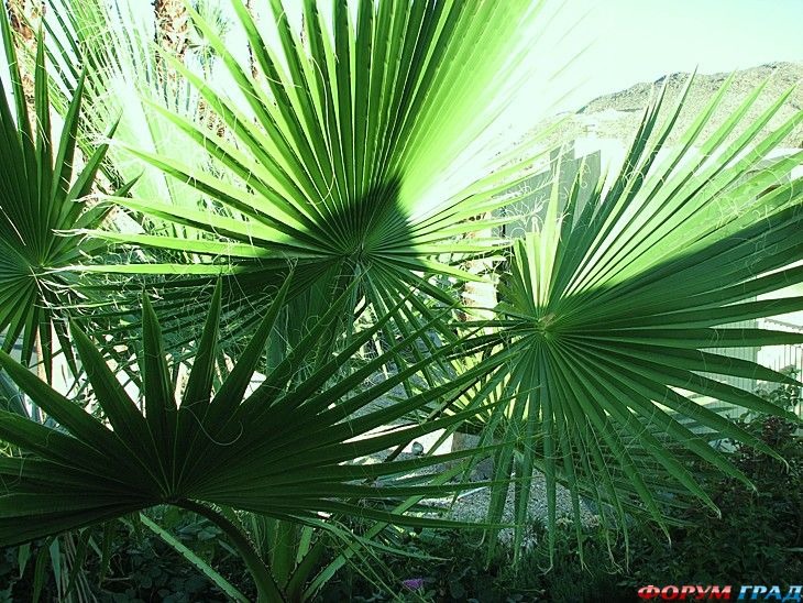 туристический форум