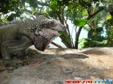 туристический форум