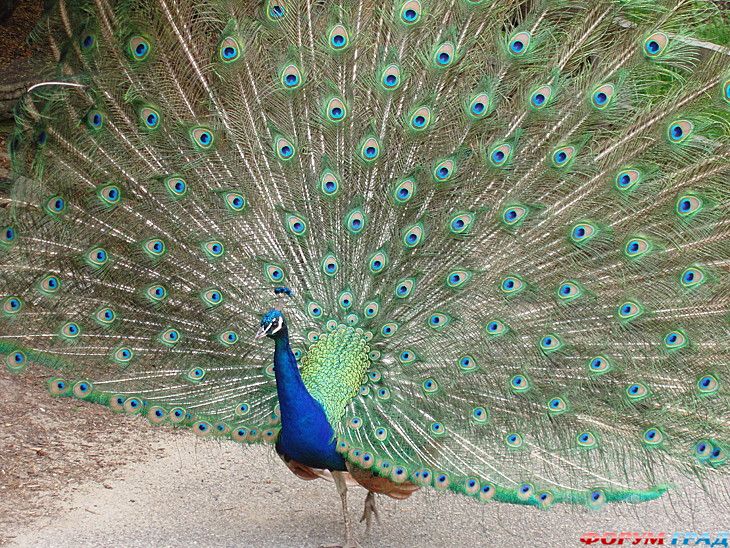 туристический форум