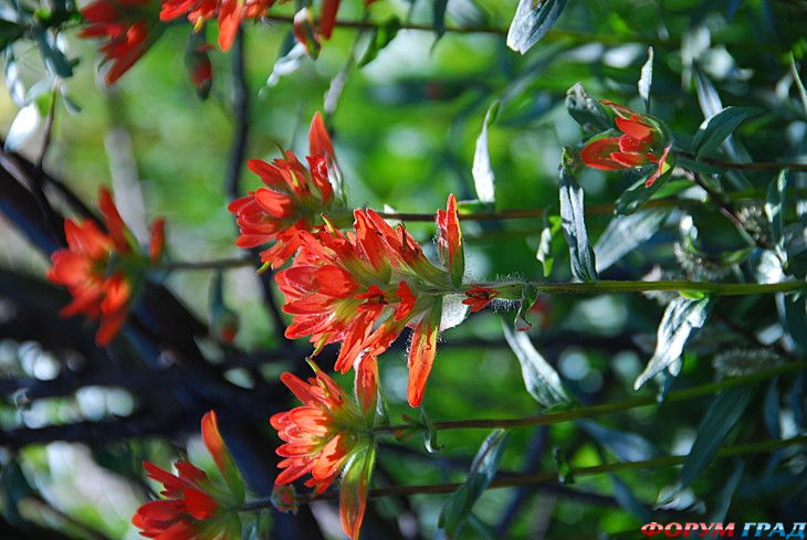 туристический форум