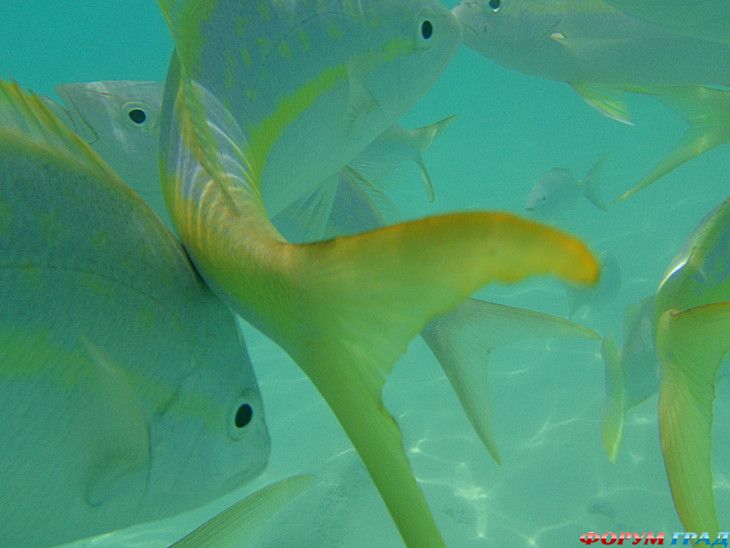 туристический форум