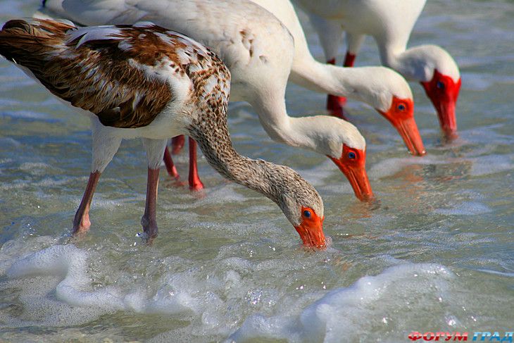 туристический форум