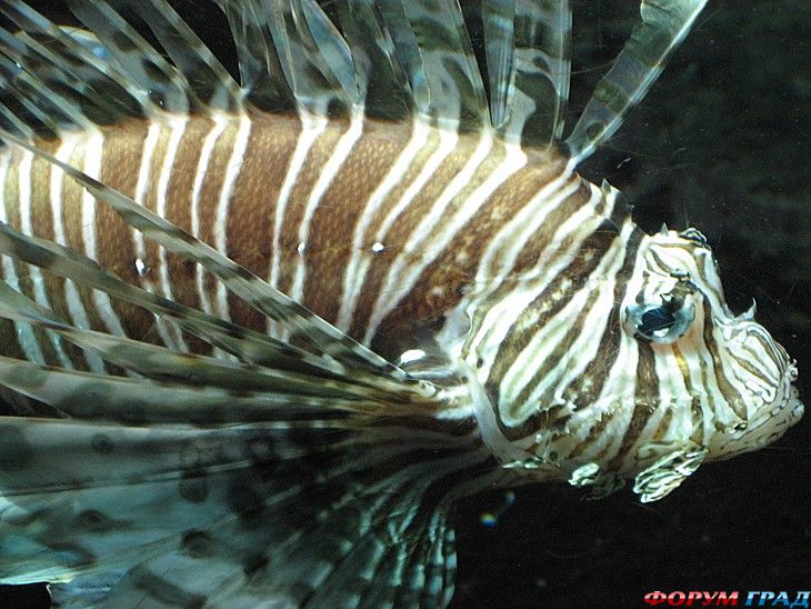 туристический форум