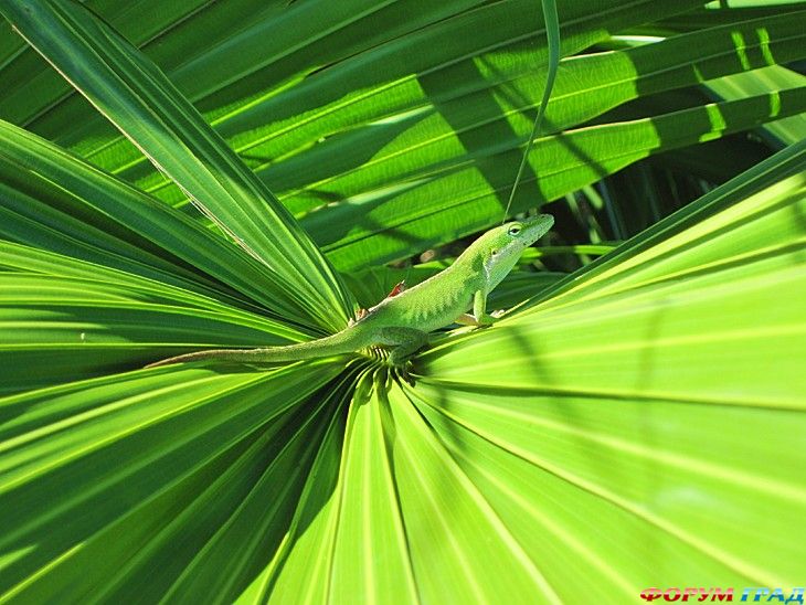 туристический форум