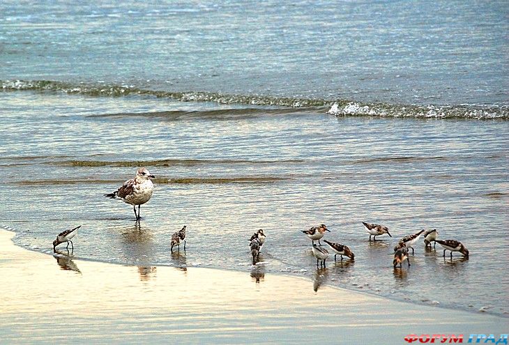 туристический форум