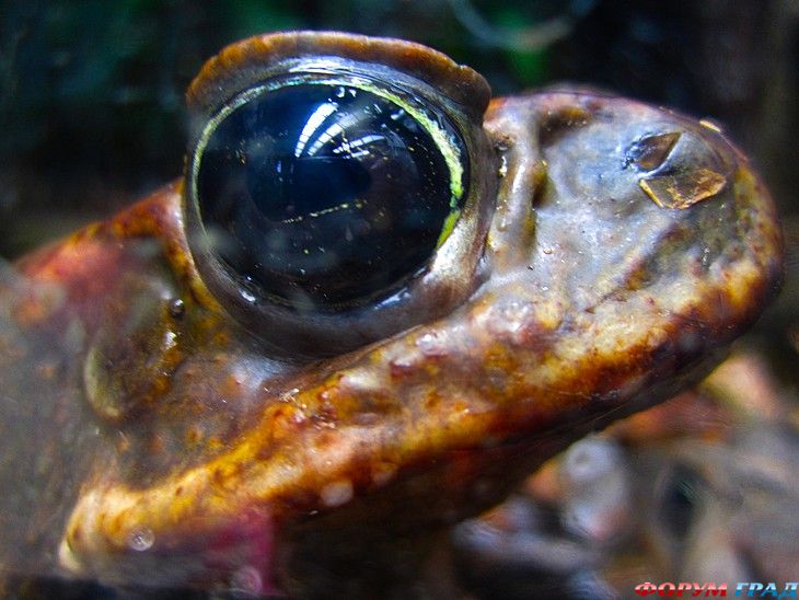 туристический форум