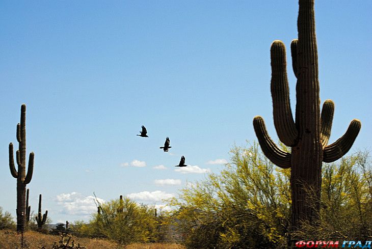 туристический форум