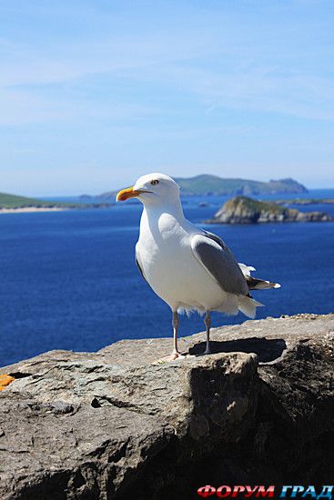 туристический форум