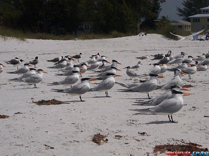 туристический форум