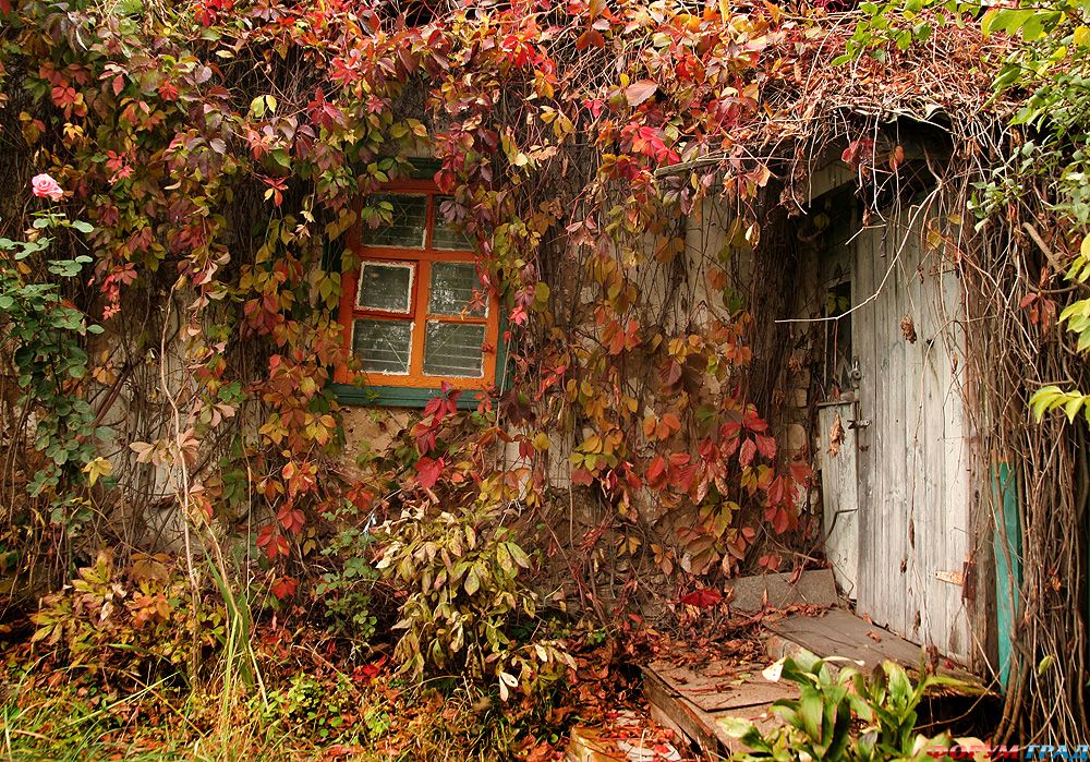 Старый обширный тянувшийся позади дома сад выходивший. Старый заброшенный сад. Осень в саду. Заброшенный сад осень. Заброшенный сад в деревне.
