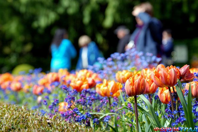 Сад Бурчат - тюльпаны