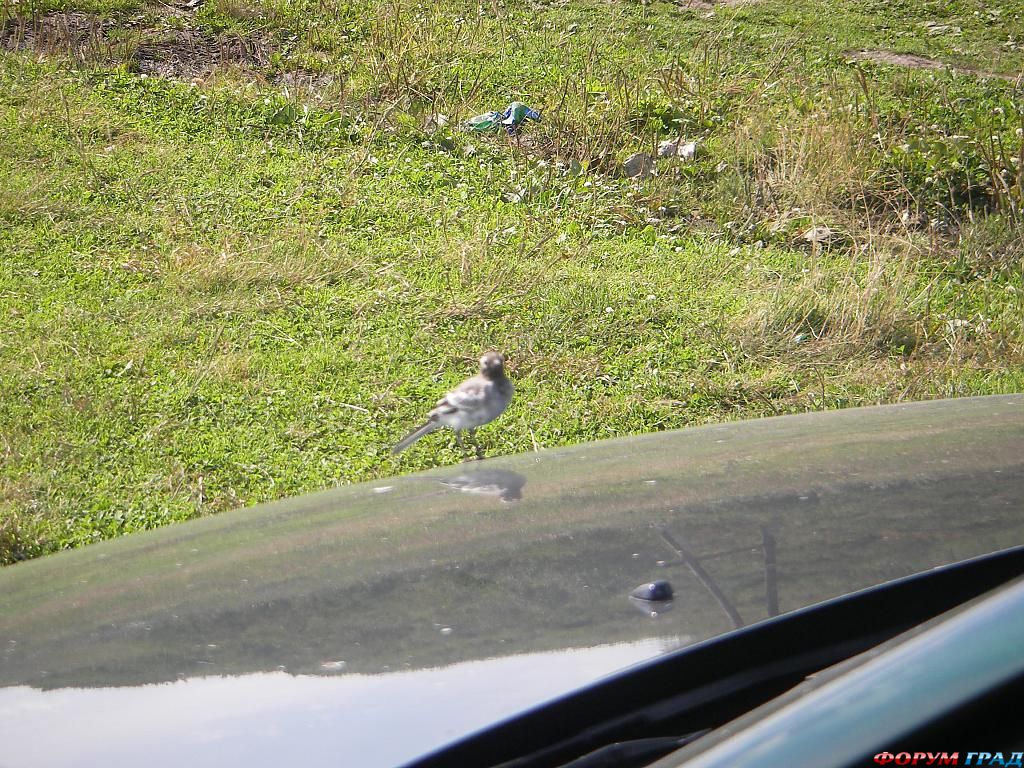 Природа Колывани