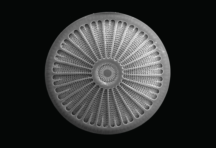 diatom-chair-by-ross-lovegrove-for-moroso-03