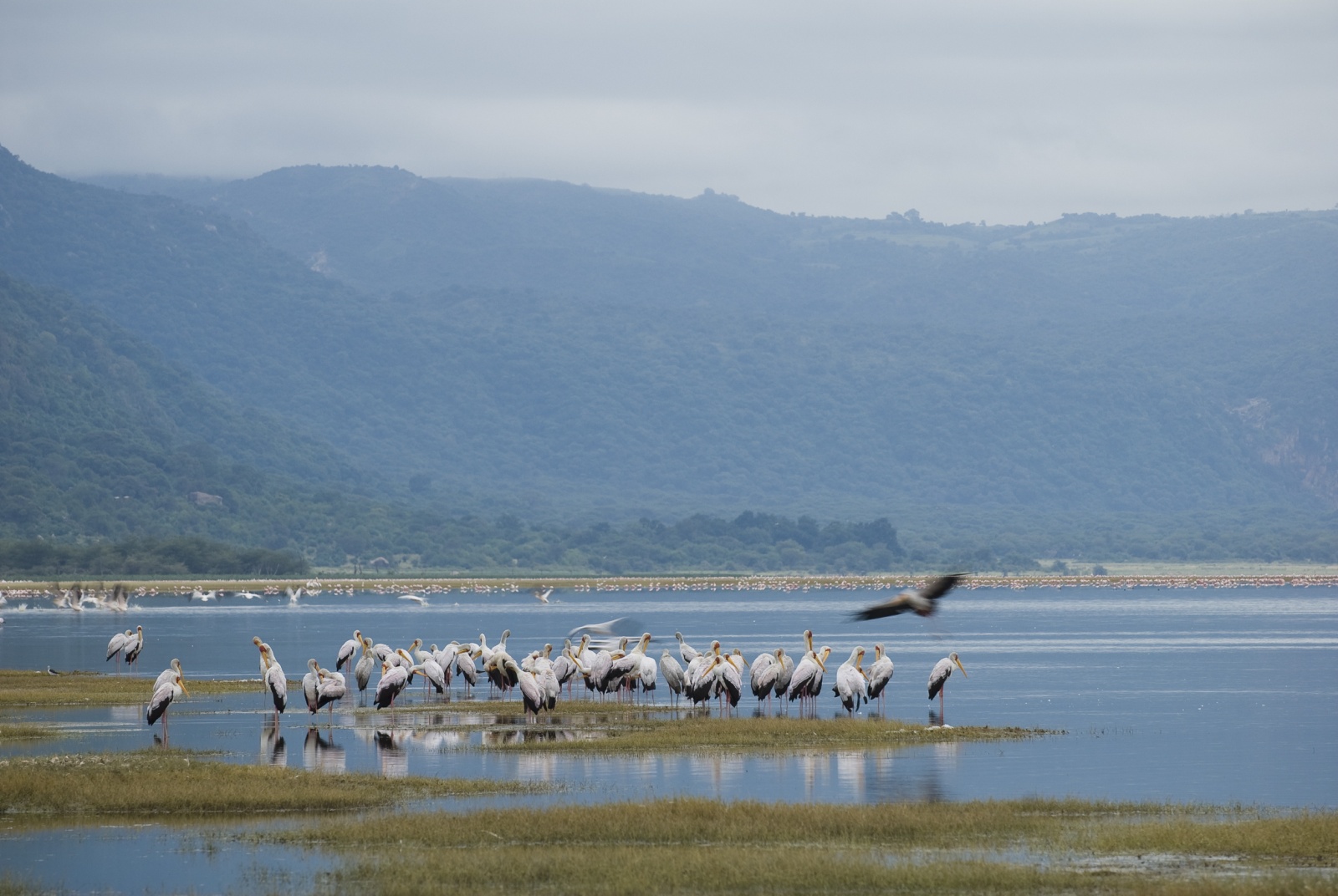 Озеро Manyara