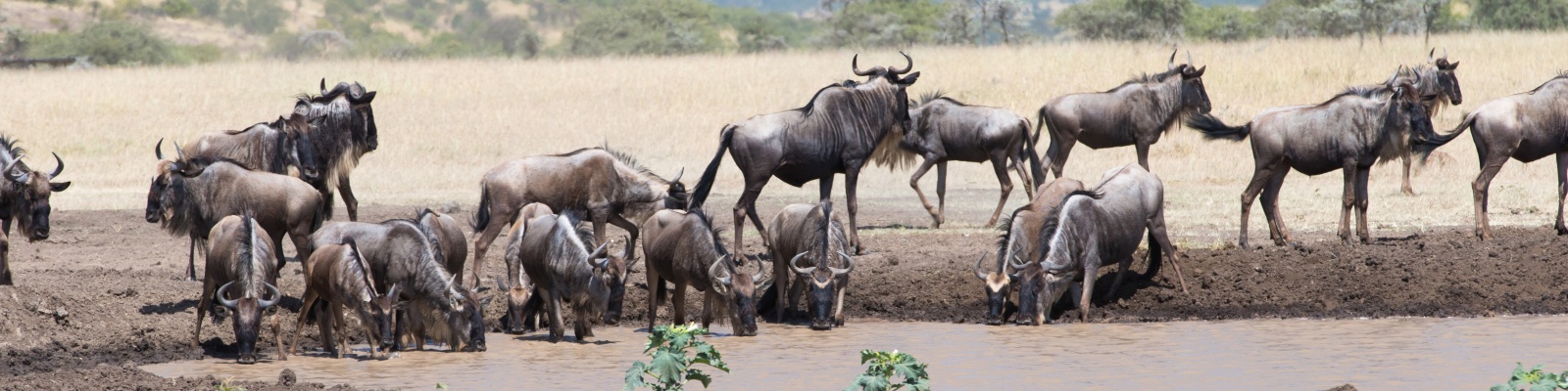 Животные сафари в Кении