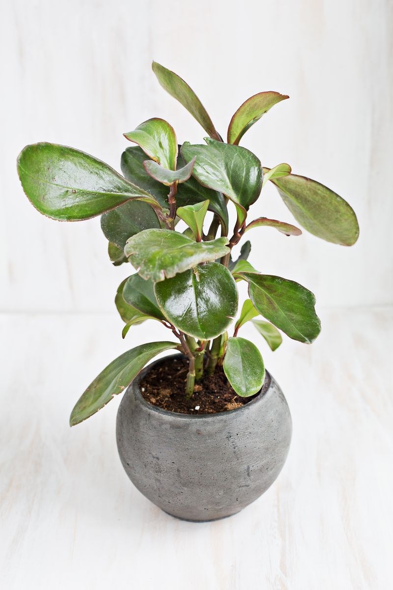 stylish-houseplants-10