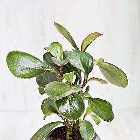 stylish-houseplants-10