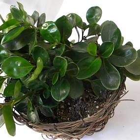 stylish-houseplants-11