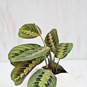 stylish-houseplants-14