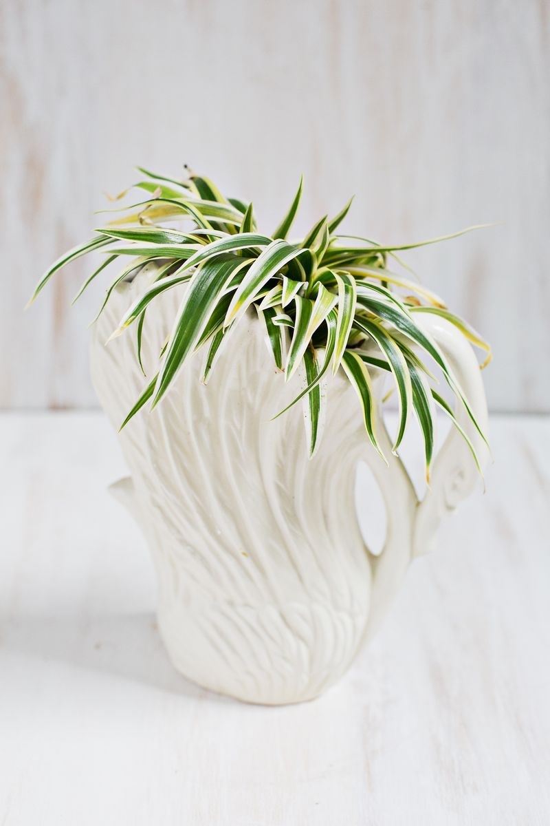 stylish-houseplants-3