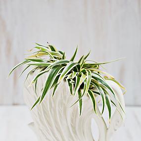 stylish-houseplants-3