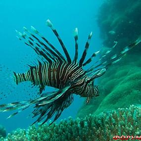 barrier-reef-coral-australia-02