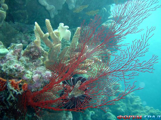 barrier-reef-coral-australia-03