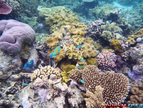 barrier-reef-coral-australia-07