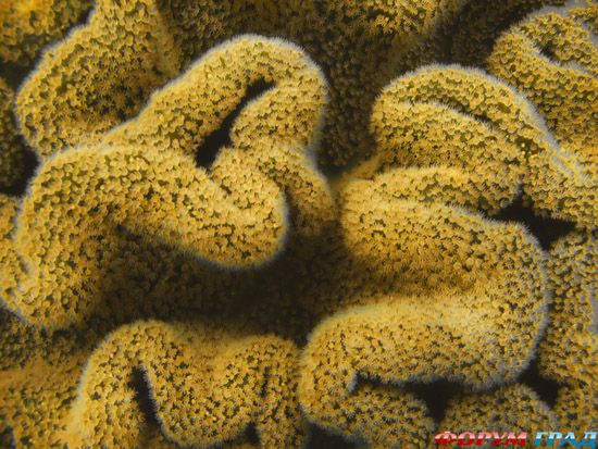 barrier-reef-coral-australia-08