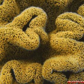 barrier-reef-coral-australia-08